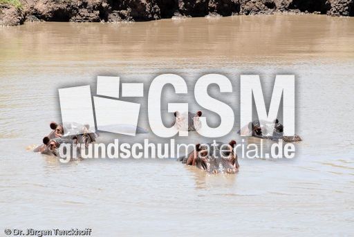 Flusspferd (37 von 104).jpg